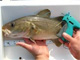 tagging fish